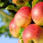 Manfaat Kesehatan Buah Apel