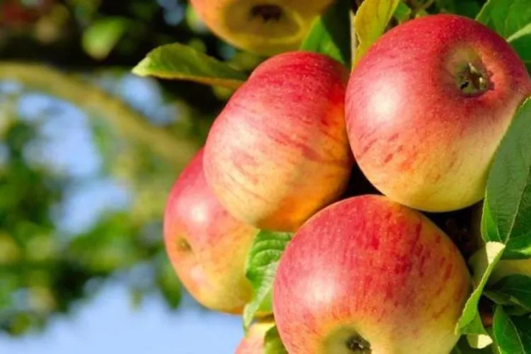 Manfaat Kesehatan Buah Apel