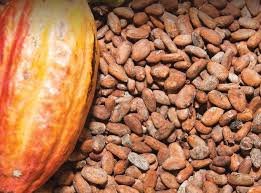 Buah Cokelat