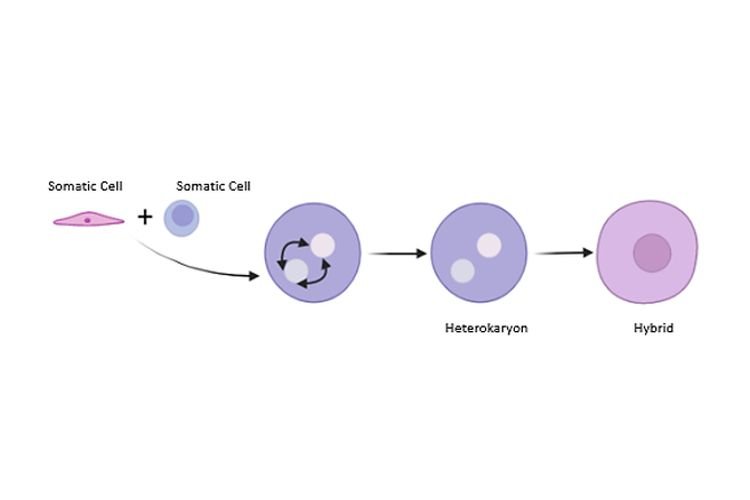 Mengenai Teknologi Hibridoma Mengenai Teknologi Hibridoma