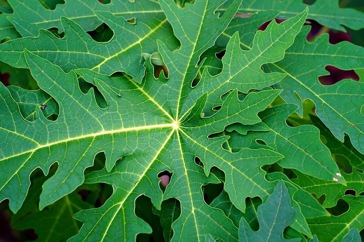 Mengonsumsi Daun Pepaya