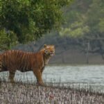 Sundarbans Mangrove Forest Bangladesh Hutan Bakau Terbesar di Dunia dan Rumah Harimau Bengal