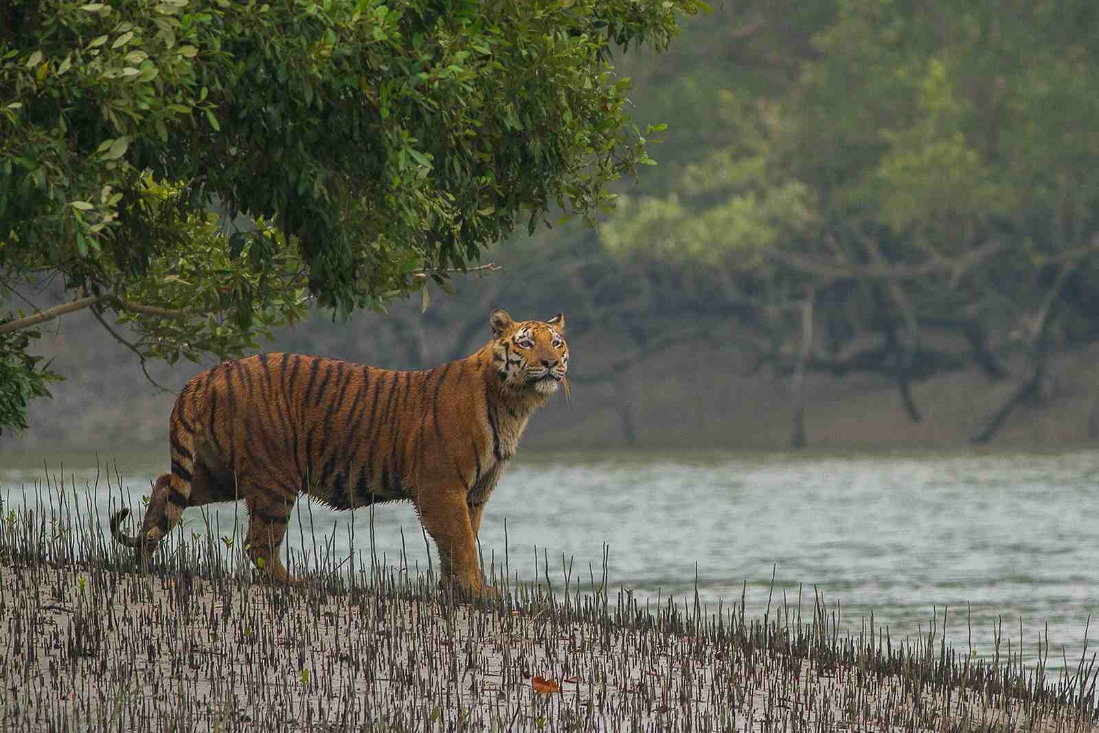 Sundarbans Mangrove Forest Bangladesh Hutan Bakau Terbesar di Dunia dan Rumah Harimau Bengal