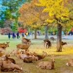 Nara Park, Ruang Hijau Jepang tempat Rusa dan Warisan Kuno Bertemu