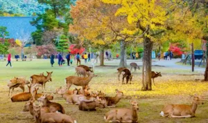 Nara Park, Ruang Hijau Jepang tempat Rusa dan Warisan Kuno Bertemu