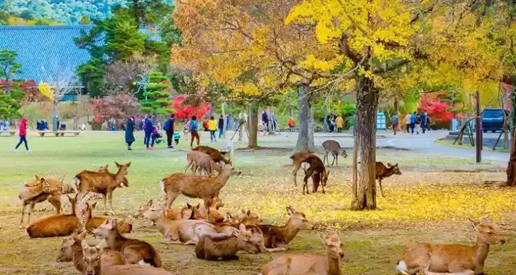 Nara Park, Ruang Hijau Jepang tempat Rusa dan Warisan Kuno Bertemu