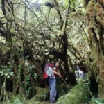 Trip Mendaki Gunung Leuser, Ekspedisi Panjang Menembus Hutan Gayo Lues