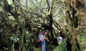 Trip Mendaki Gunung Leuser, Ekspedisi Panjang Menembus Hutan Gayo Lues
