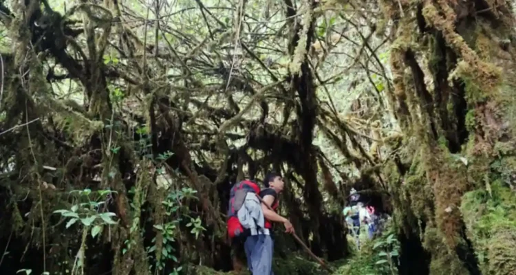 Trip Mendaki Gunung Leuser, Ekspedisi Panjang Menembus Hutan Gayo Lues