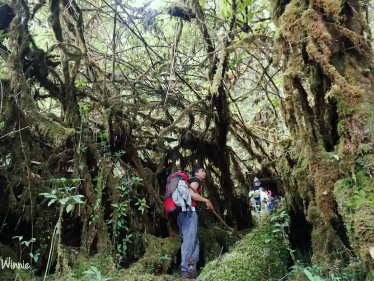 Trip Mendaki Gunung Leuser, Ekspedisi Panjang Menembus Hutan Gayo Lues
